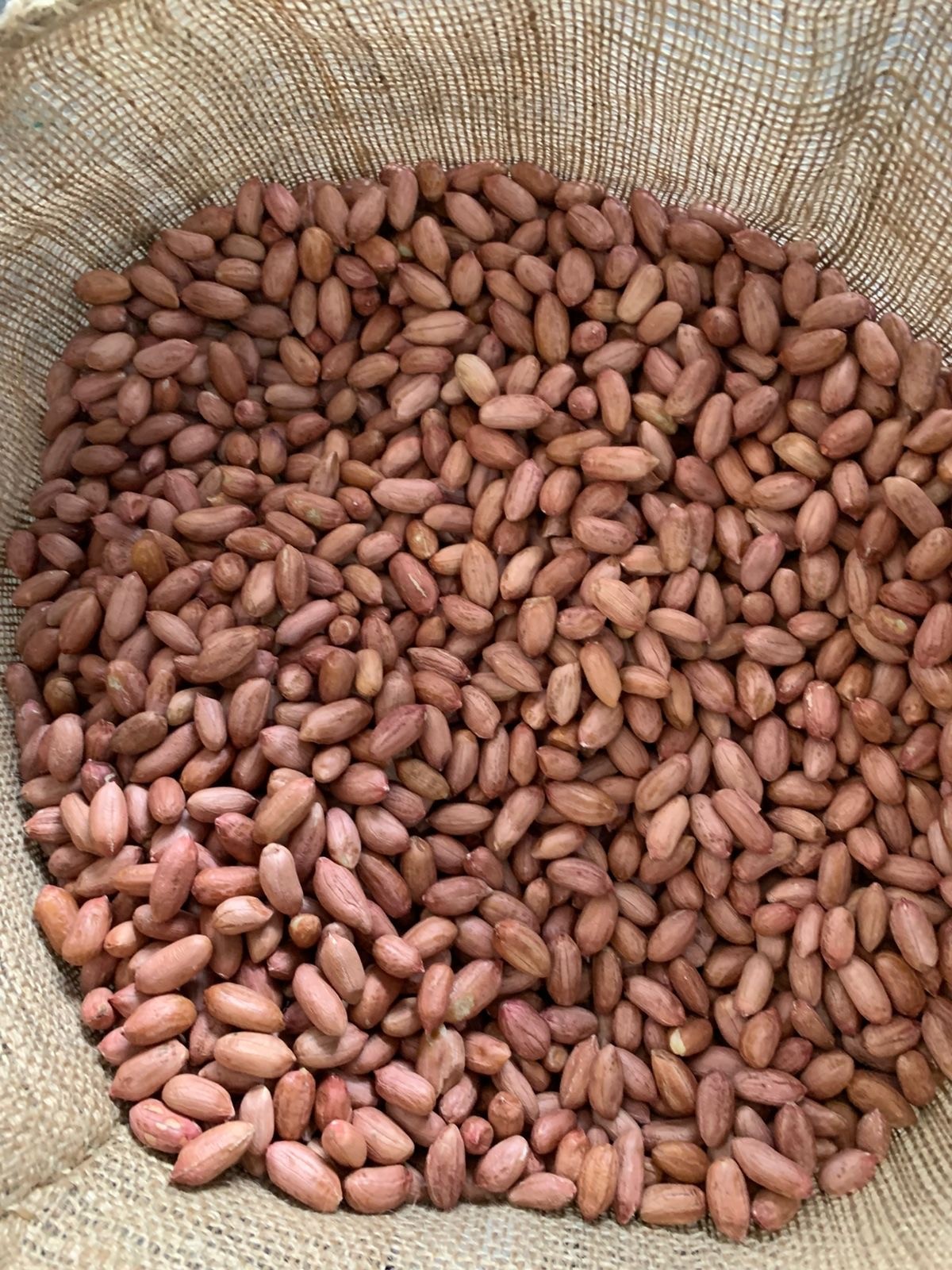 EL-BASHA Blanched Peanuts