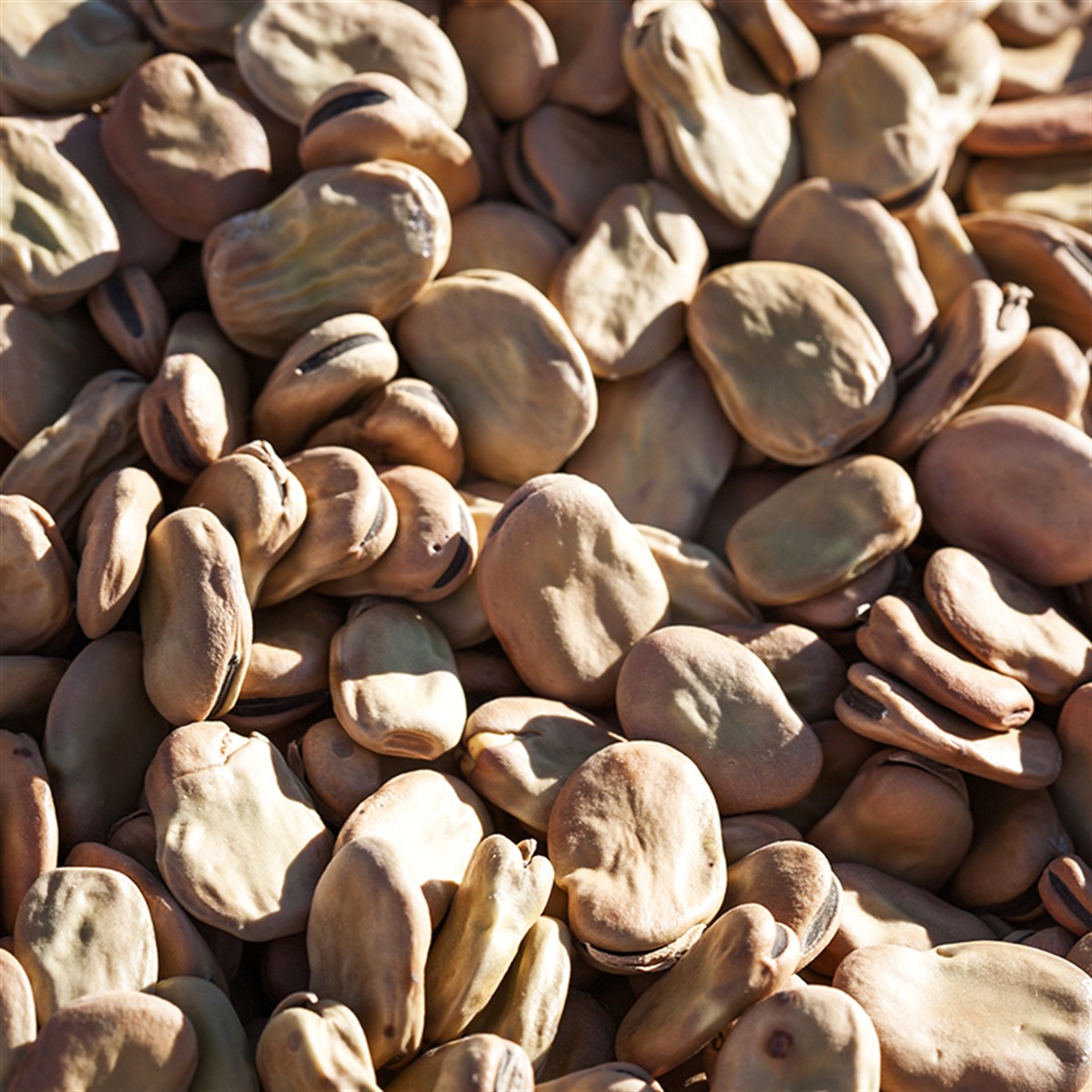EL-BASHA Broad Beans