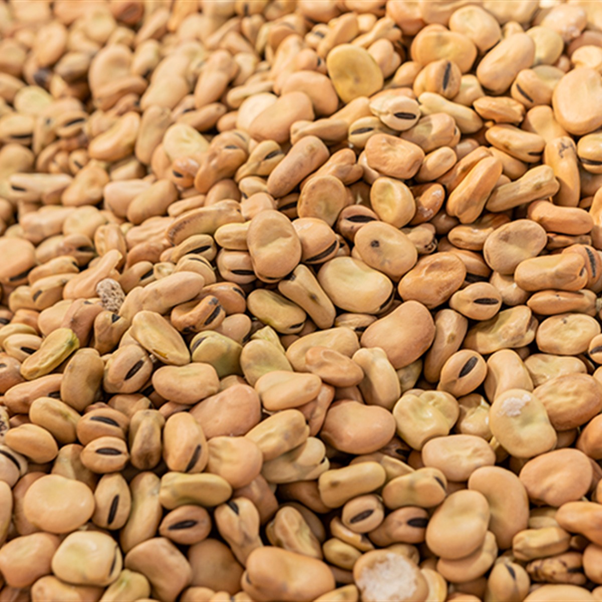 EL-BASHA Fava Beans
