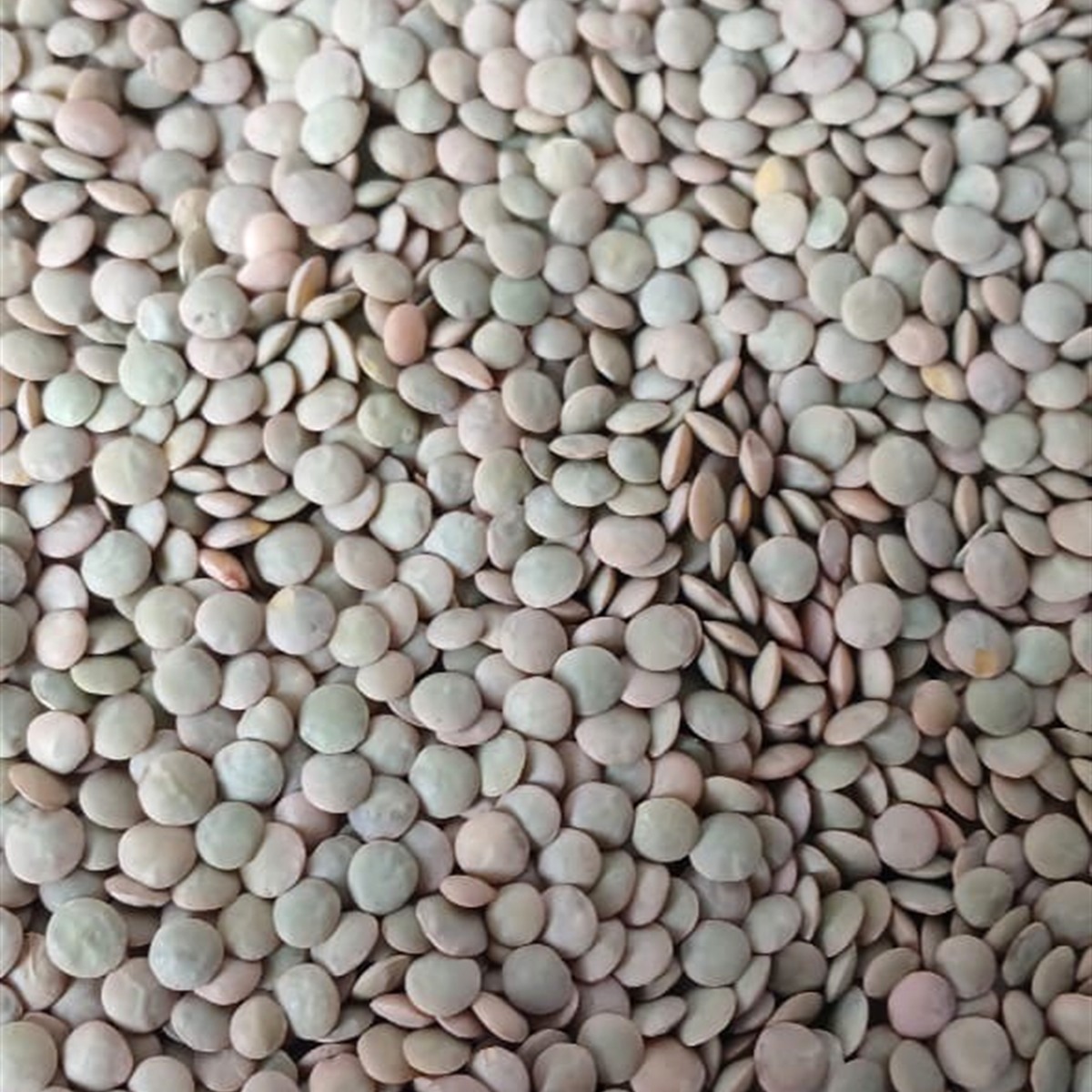 EL-BASHA Green Lentils